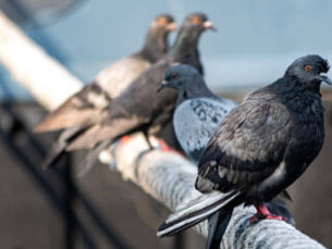 הרחקת יונים