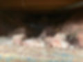 Before Insulation