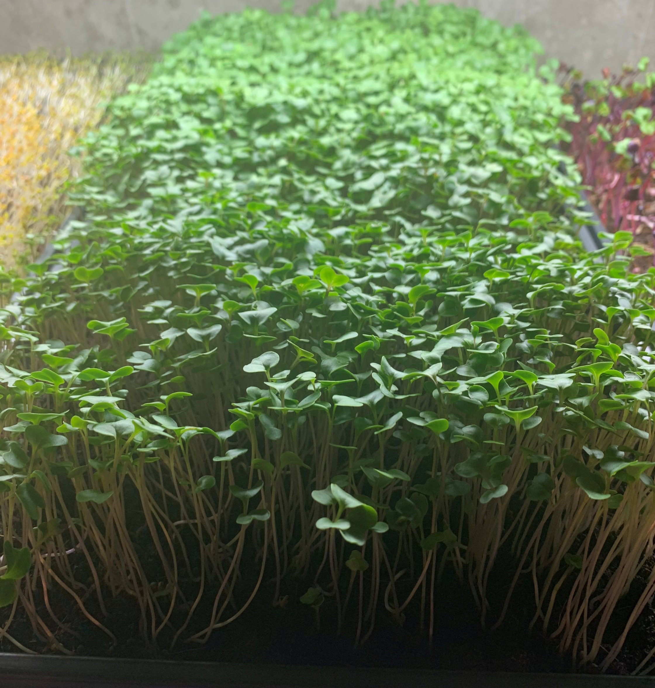 Broccoli Microgreen