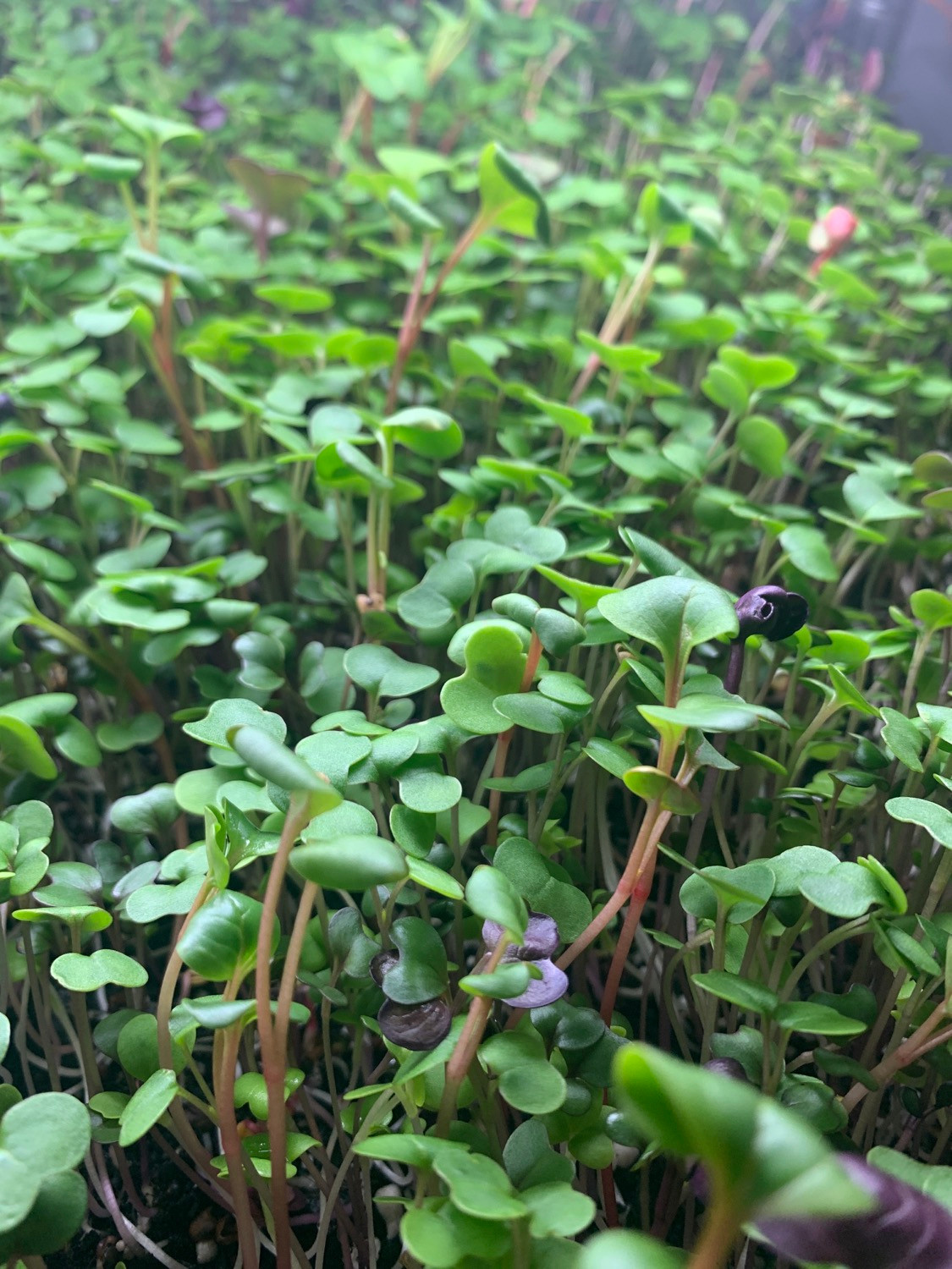 Micro Mix