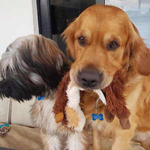 ציוד לכלבים ומלונות לכלבים