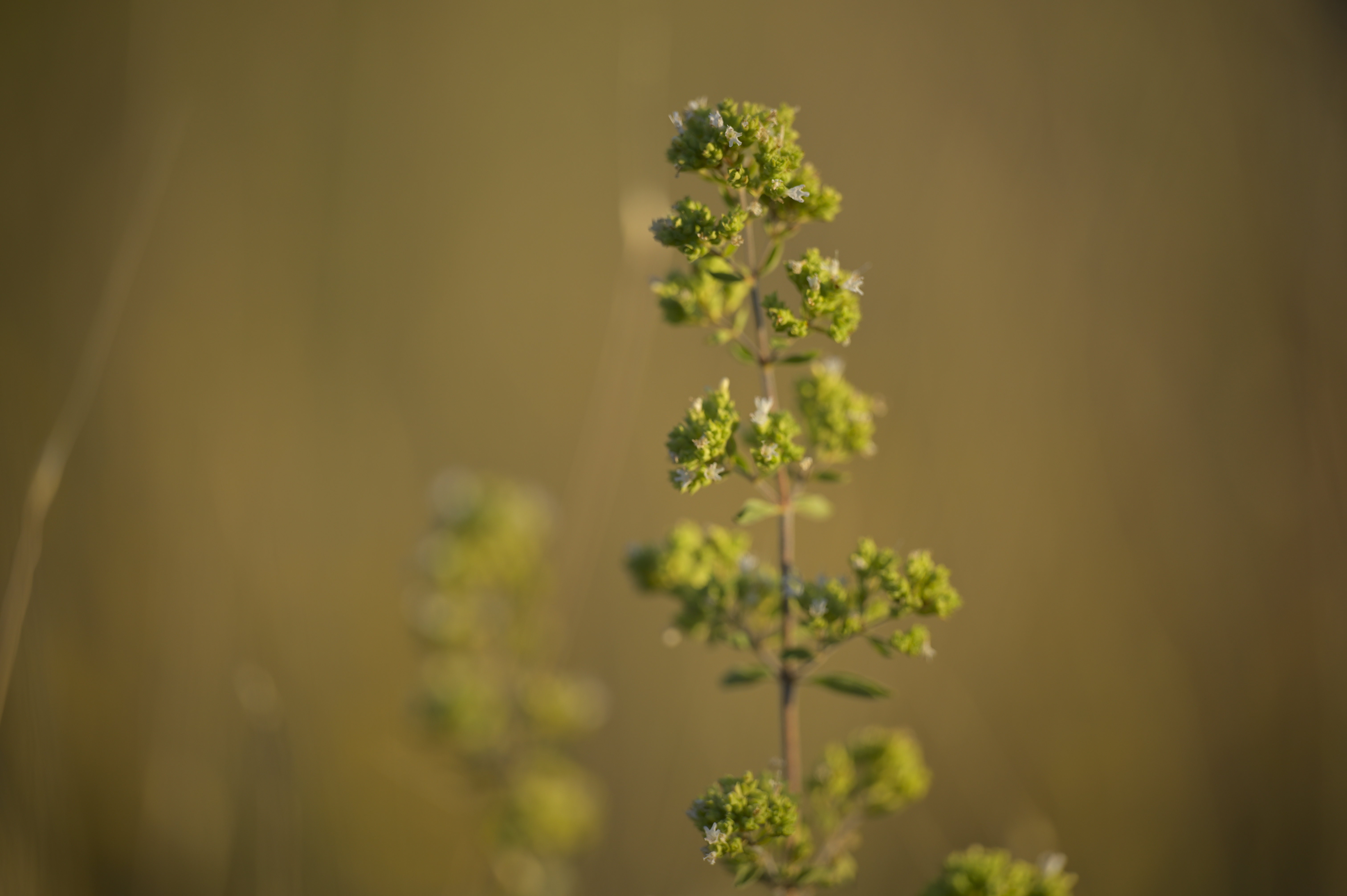 Writer: Ιωάννα Νικολοπούλου