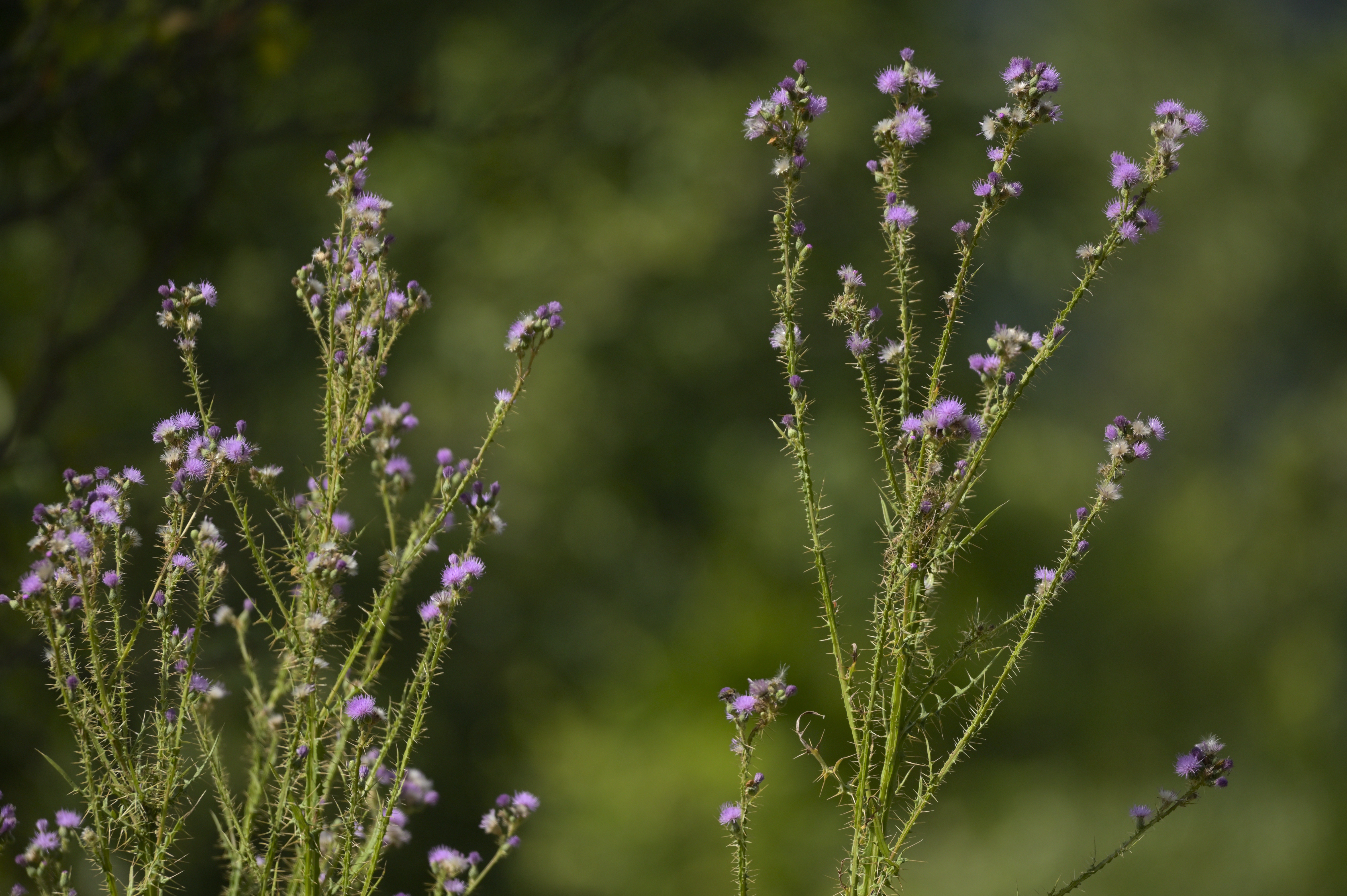 Writer: Μαρία Σούλια