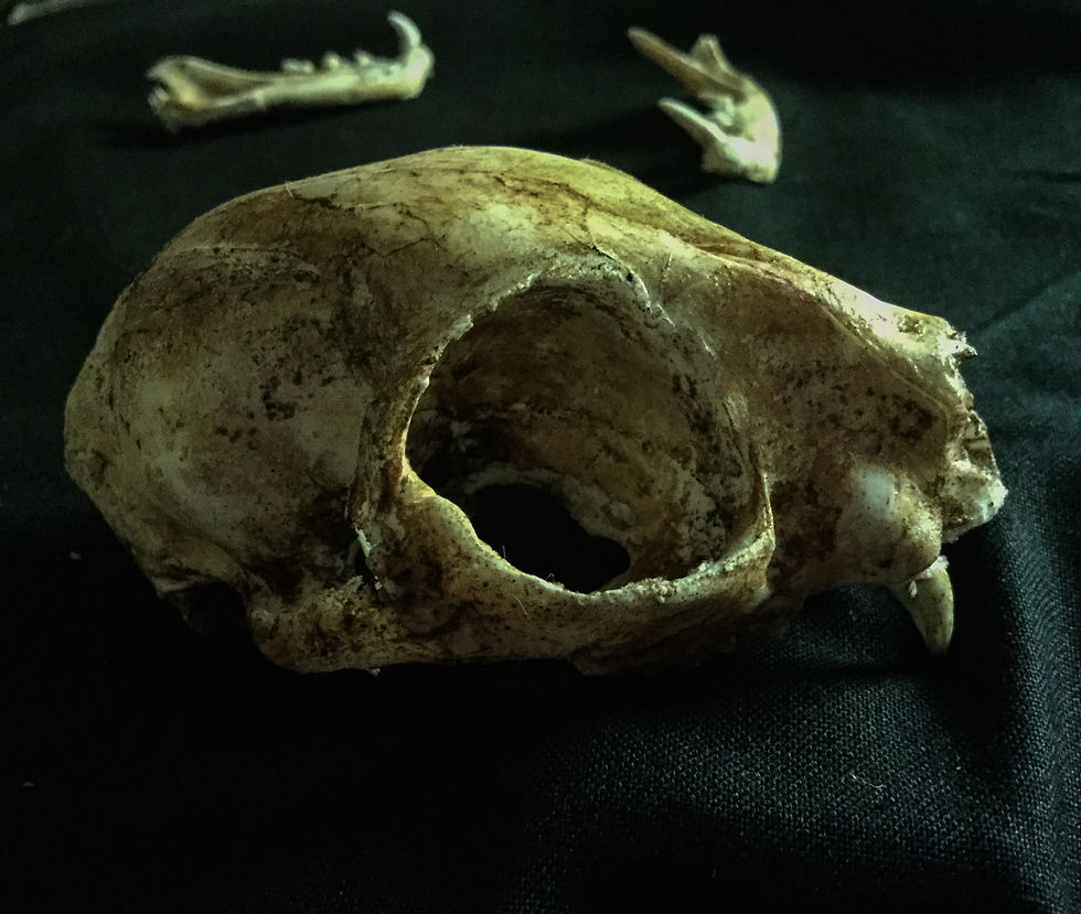 Miniatura: Cat skull replica
