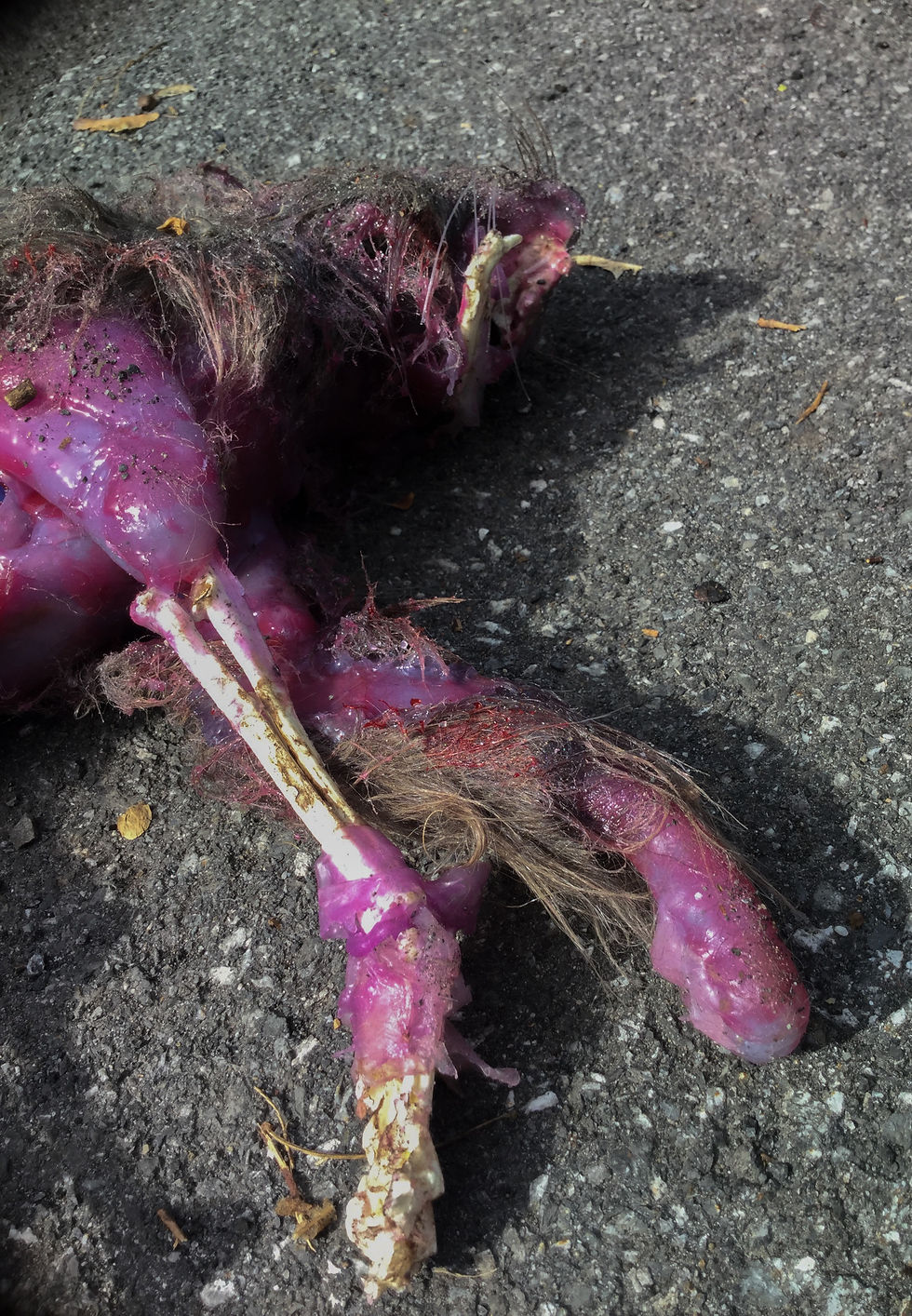 縮圖：Roadkill replica