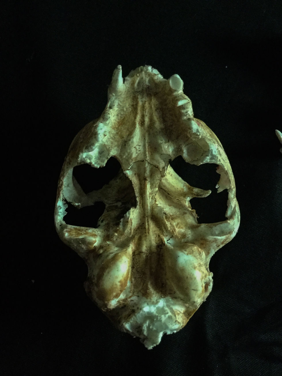 Miniatura: Cat skull replica