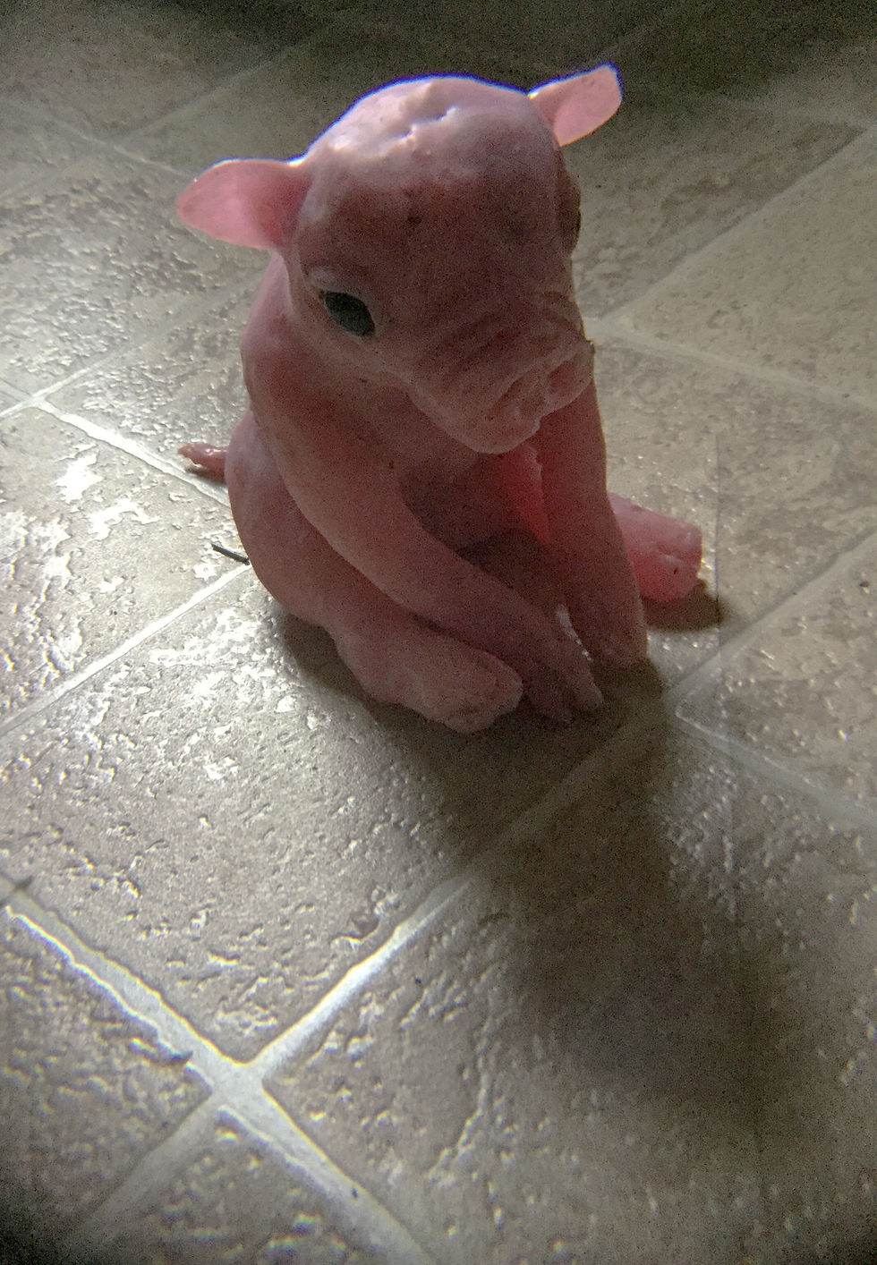 Thumbnail: Fetal pig