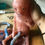 Miniaturbild: Human fetus: 20 weeks old