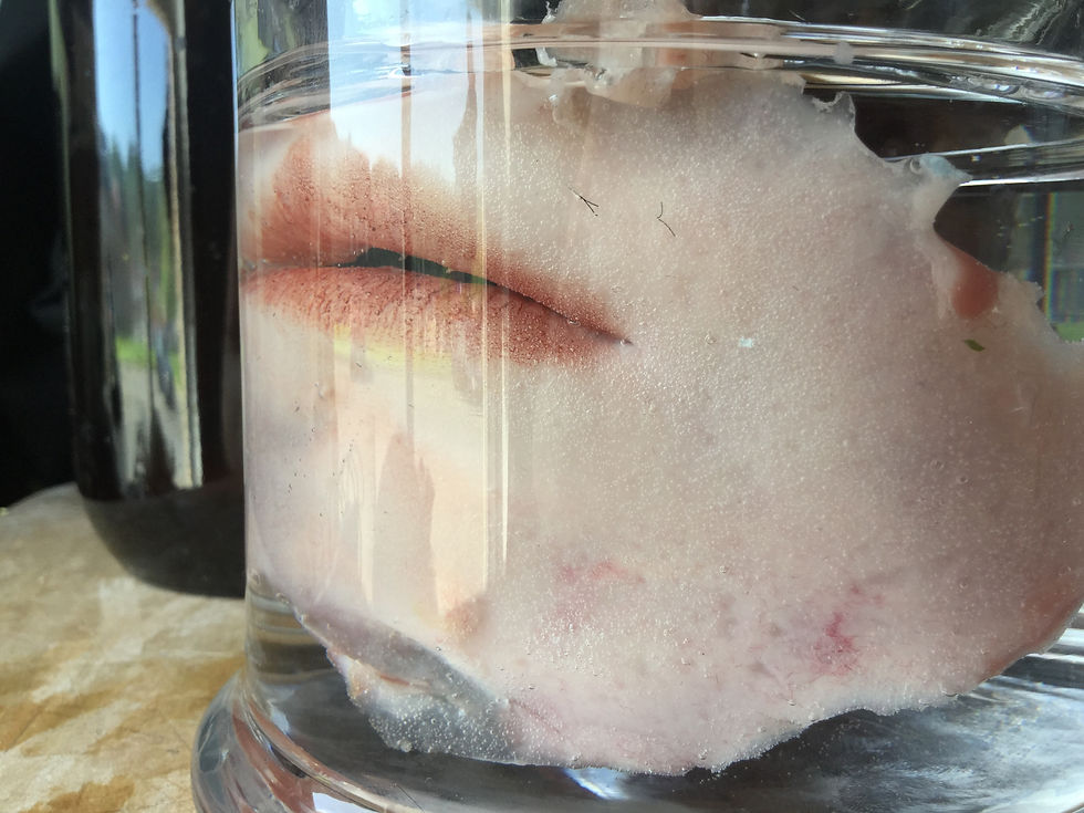 縮圖：Sections of human face