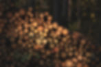 patrycja-chociej-1vghymenWWk-unsplash.jp