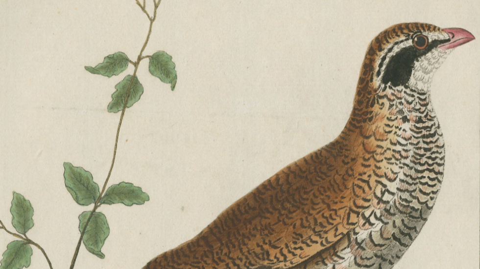 SONATA REPRESENTATIVA