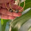 Thumbnail: Pearl Hoops