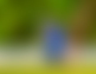 Photos - PG batting in Qtr Final v Parra