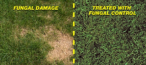 fungal-damage-comparison.jpg