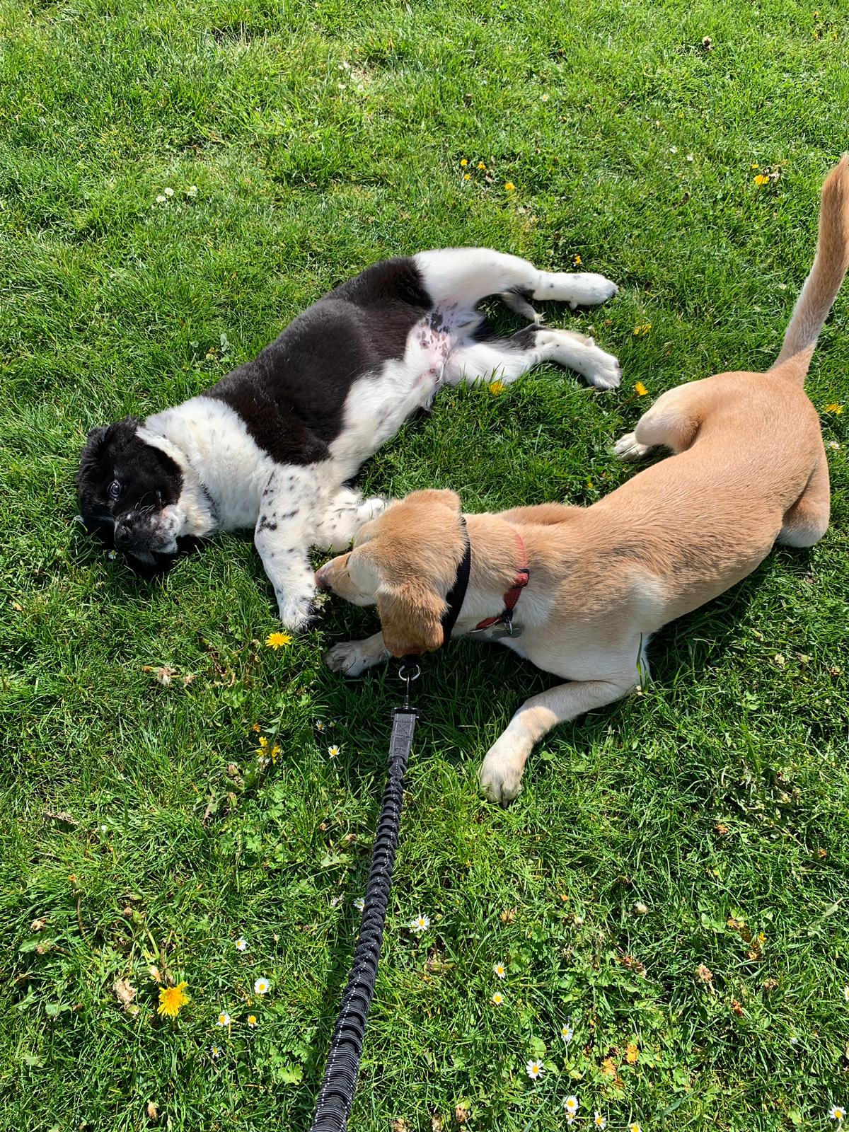 Quill and Hector