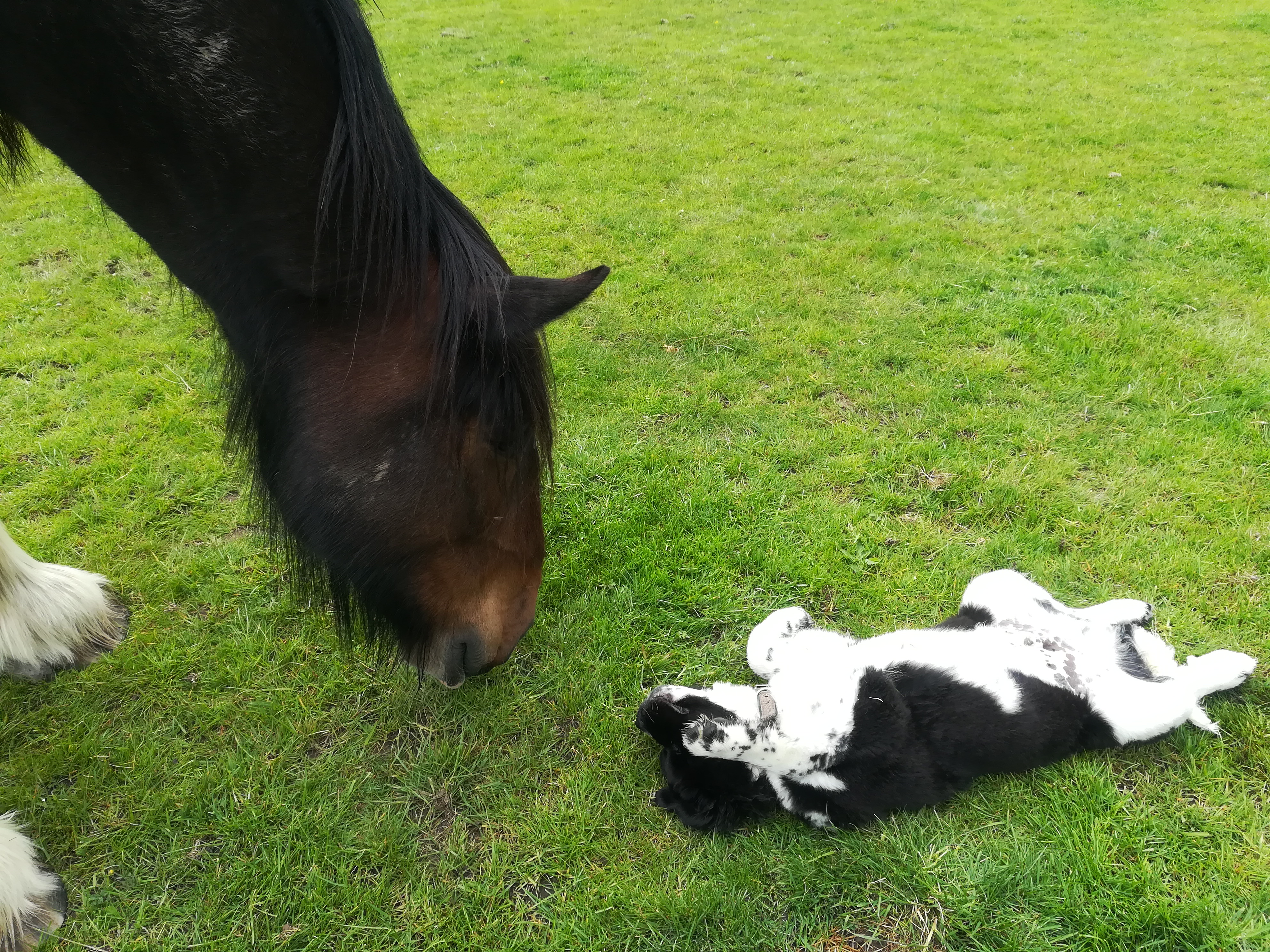 Lad and Quill