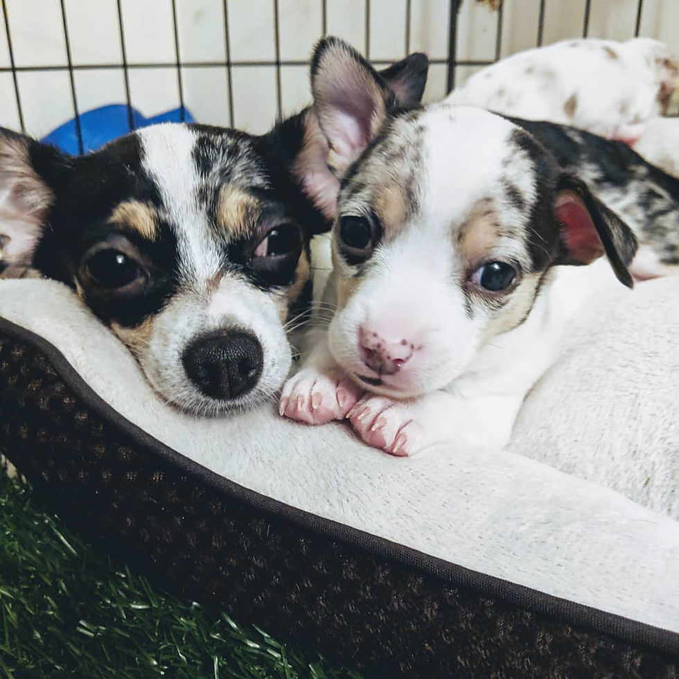 merle chihuahuas