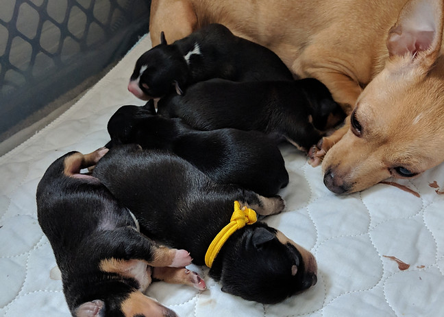 chihuahua puppies black and tan