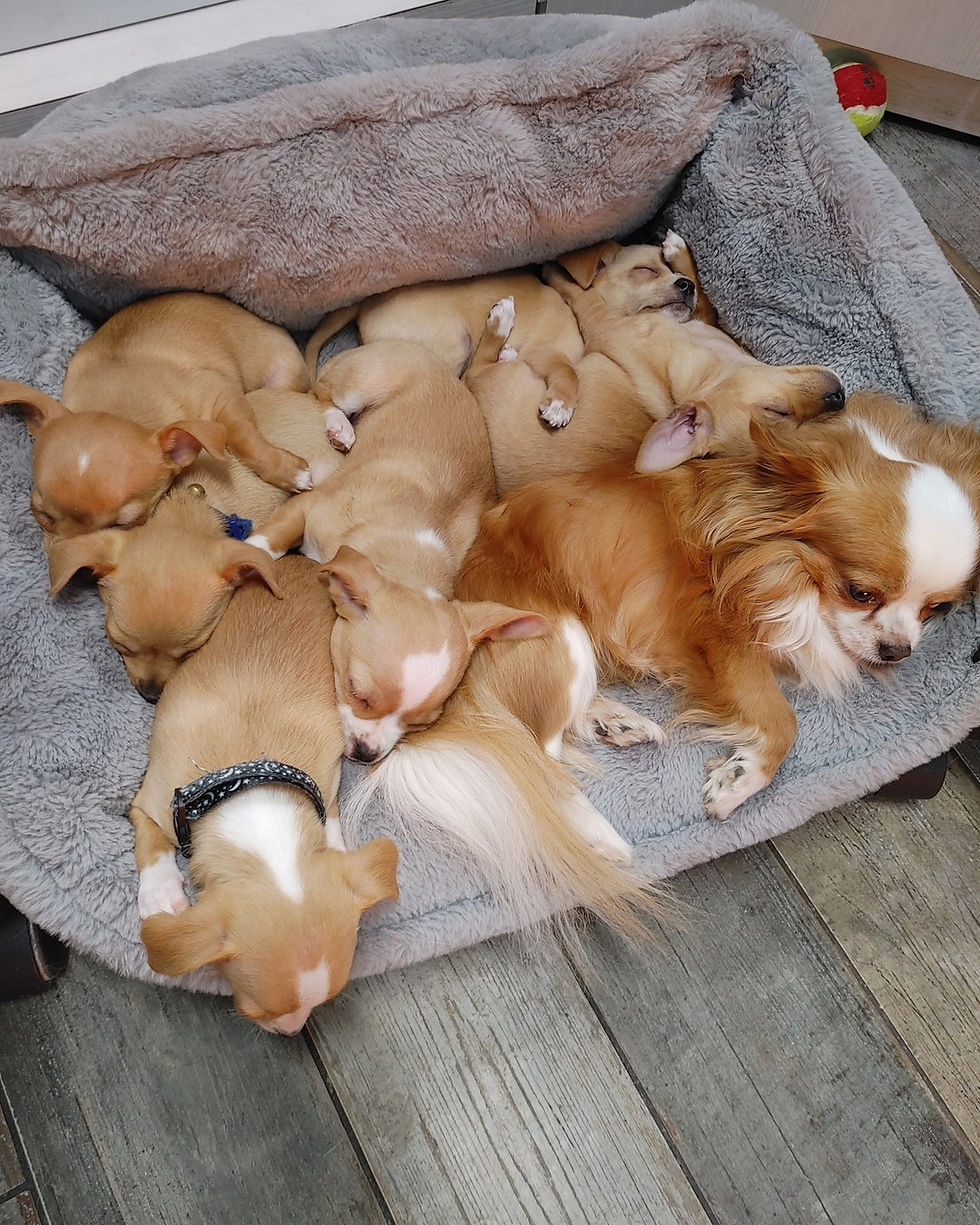 Puppies and dad
