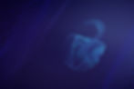 RMS Security Banner