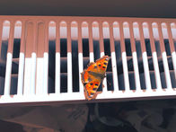 Butterfly Radiator.jpeg
