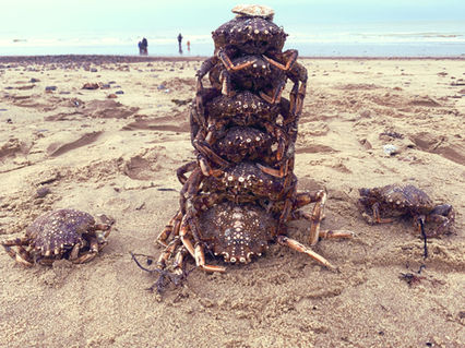The Crab Tower.jpeg