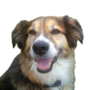 Writer: Marion Animal Hospital