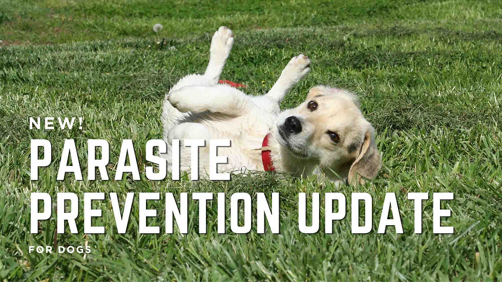 Important updates to parasite treatment in dogs