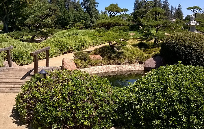 Forest in Nature
