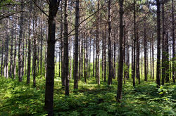 Pine Forest2