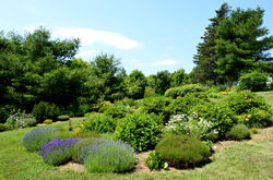 Hillside Gardens2