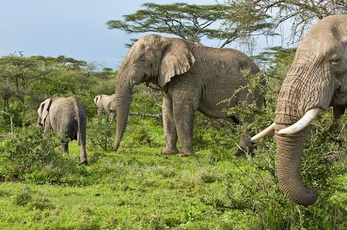 Optimizing WWF’s IT Strategy: A Balanced Scorecard Approach for Maximizing Conservation Impact