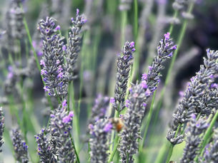 A Practical Guide to Supporting Bee Populations Through Strategic Gardening