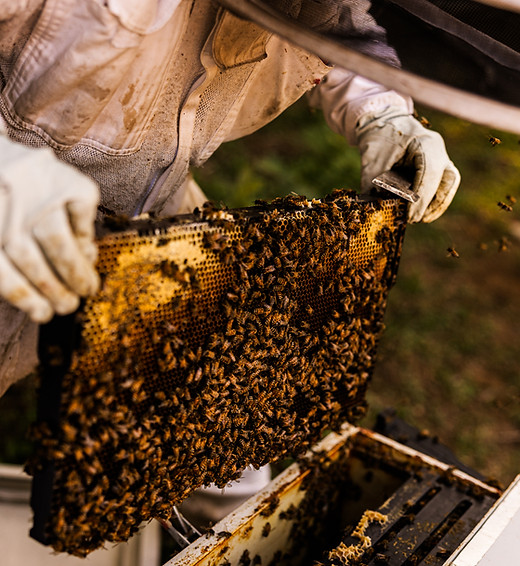 The Beekeepers Academy offers trusted resources, personalized support, and a welcoming community for all beekeepers