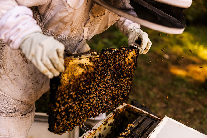 Beekeepper holding frame of bees