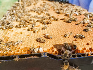 Most Beekeepers Miss This — By the Time You See Swarm Cells, You’re Already Too Late