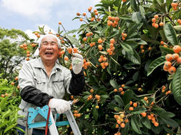 From Orchard to You — Rethinking the Journey of Japanese Fruits