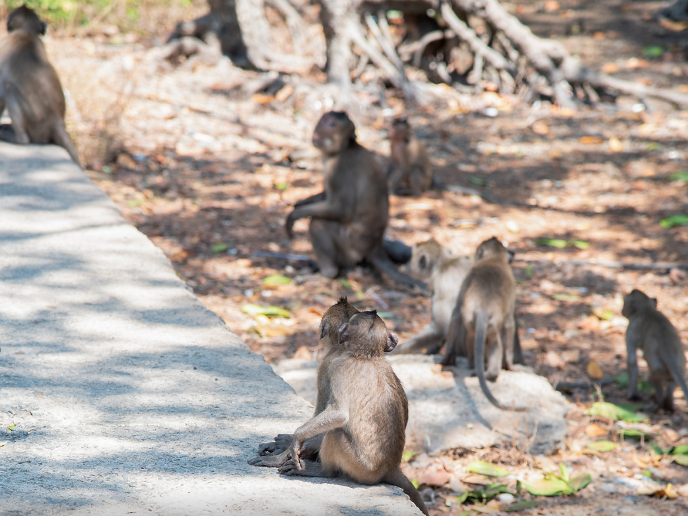 Du khách cần cẩn thận bảo quản tư trang khi đi Đảo Khỉ vì các chú khỉ ở đây rất tinh nghịch