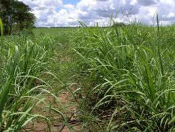 Estudo detalha a mudança no uso da terra pela agricultura brasileira de 1990 a 2014