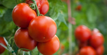 Tomate sem Semente