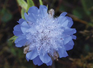 Plantas raras do Cerrado, como a gotas-de-orvalho, podem desaparecer com o adensamento da vegetação e a falta de luz, mas rebrotam após o fogo. Foto: Giselda Durigan/IF