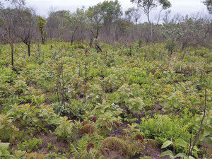 A vegetação rebrota três meses após queimada controlada no interior paulista. Foto: Giselda Durigan/IF