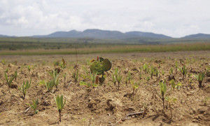 O jatobá-do-cerrado (planta maior) se destaca entre as lobeiras e os mata-pastos que crescem em plantio experimental, um mês depois de semeados. Foto: Mariana Siqueira