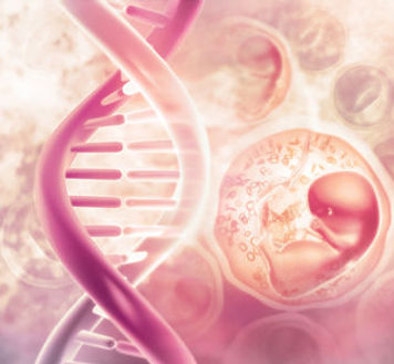Foetus dans sa poche et cellules adn