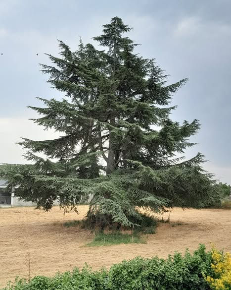 Grand cèdre solitaire au milieu d’un champ sec, sous un ciel nuageux, avec des buissons verts au premier plan.
