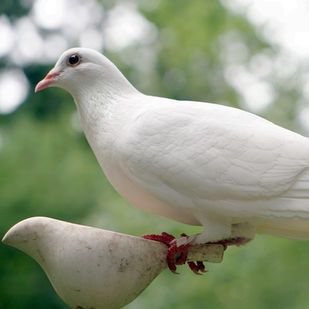La Symbolique de la Colombe