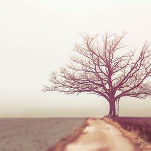 un arbre au bord du chemin