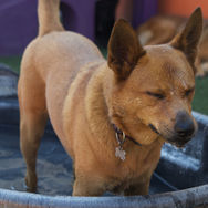 dog