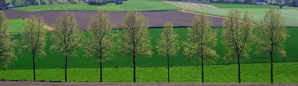 Bois Enghien jacinthes 005.JPG