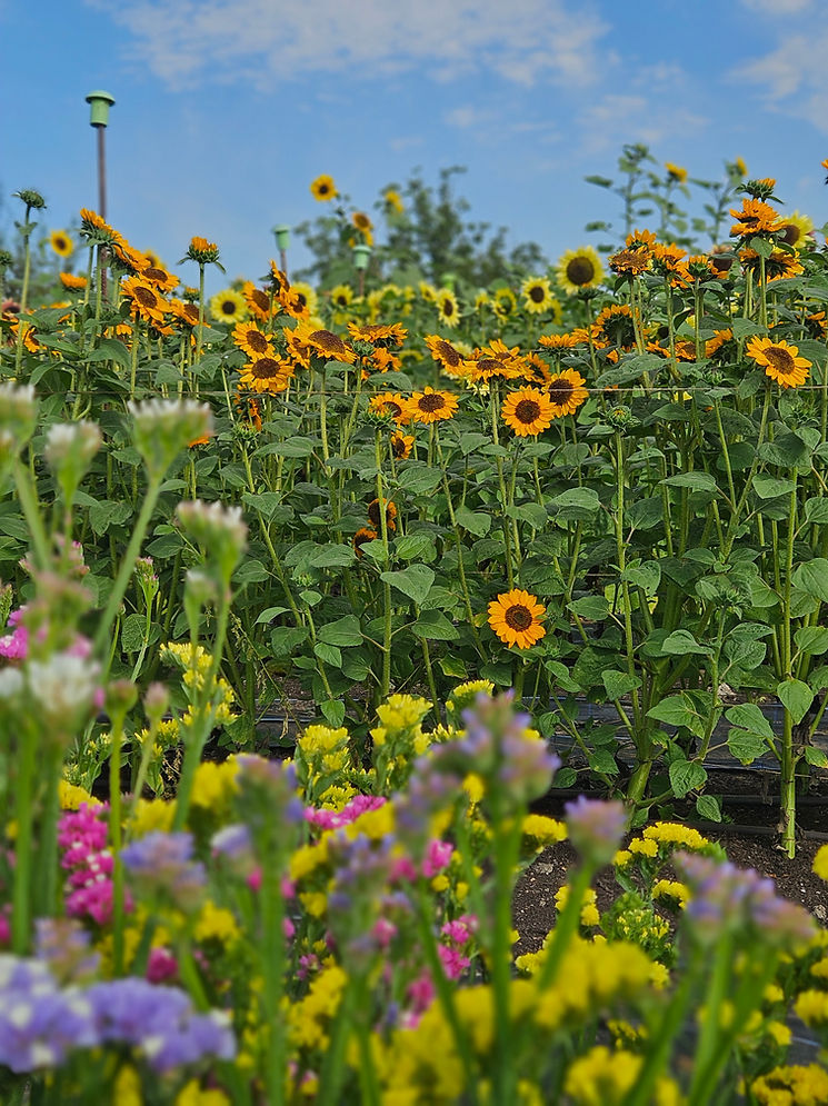 Pick your own flowers